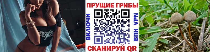 Галлюциногенные грибы Psilocybe  Купить закладки  Армянск 